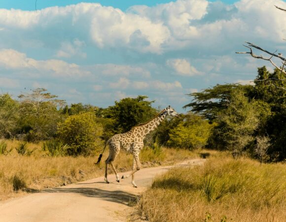 5 Days Tanzania Safari – Serengeti & Ngorongoro