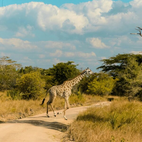 5 Days Tanzania Safari – Serengeti & Ngorongoro