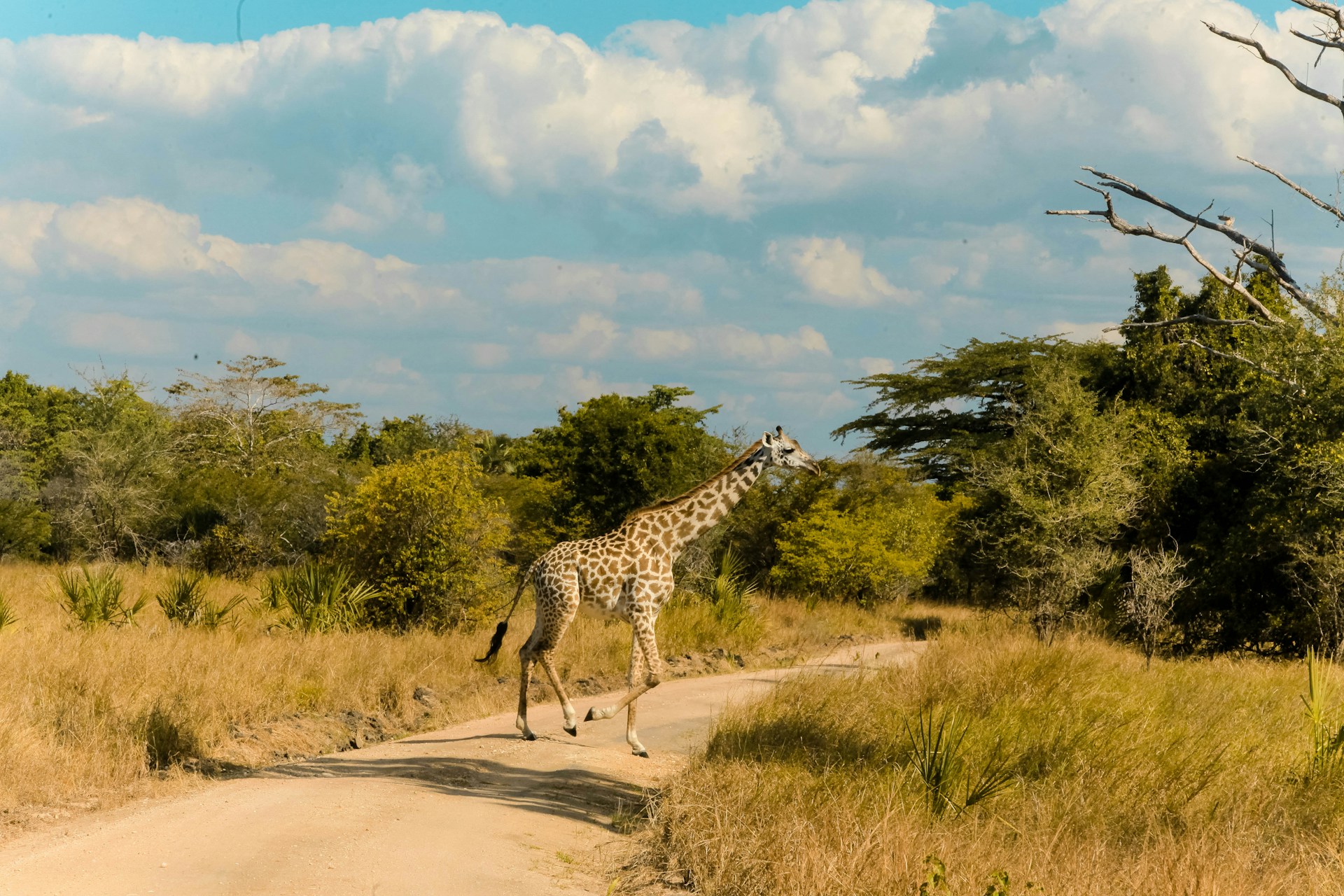 5 Days Tanzania Safari – Serengeti & Ngorongoro