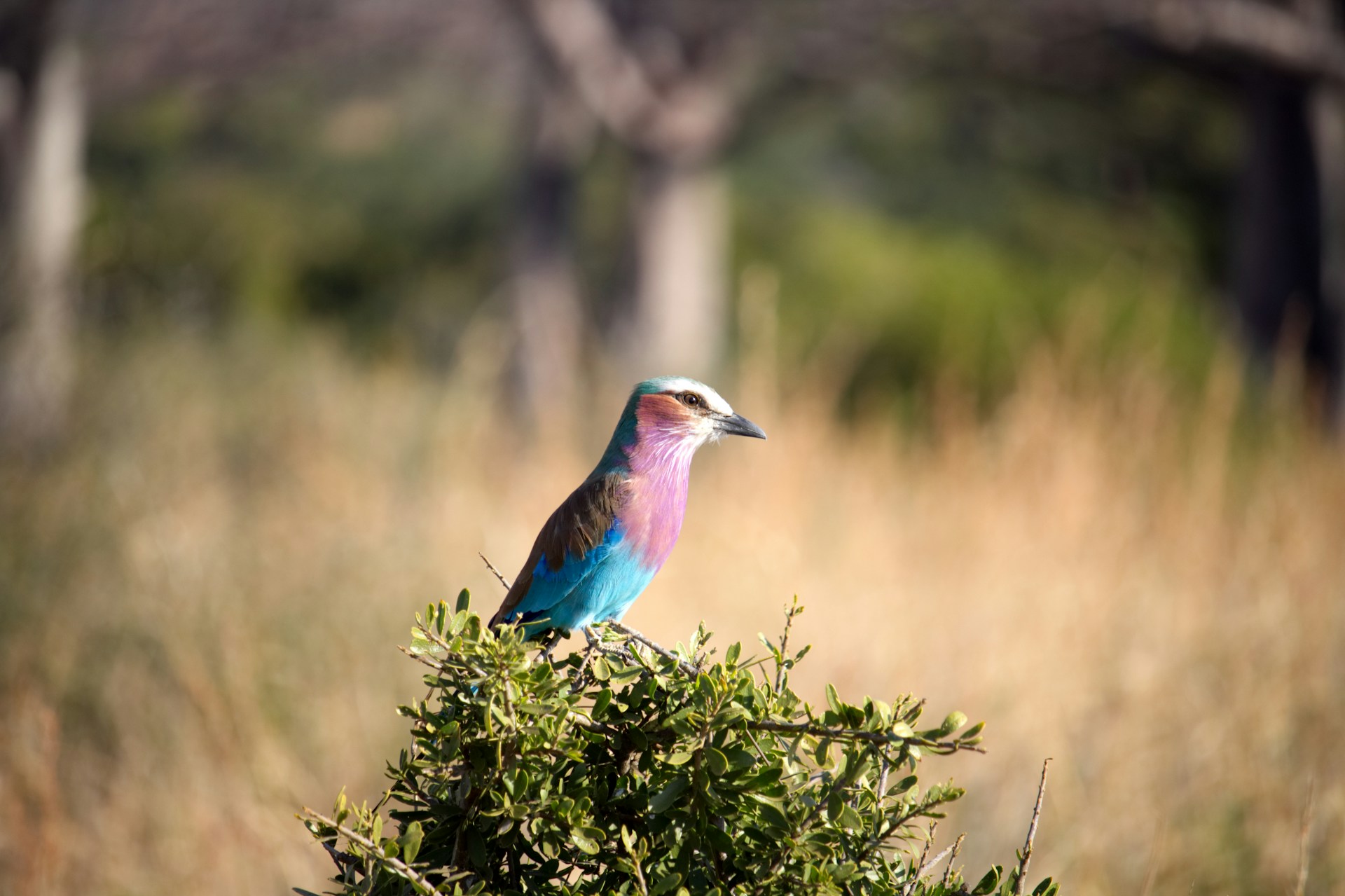 Nyerere National Park