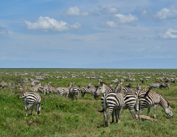 7 Days Tanzania Safari – The Northern Circuit