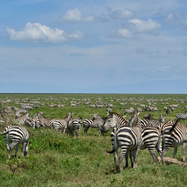 7 Days Tanzania Safari – The Northern Circuit