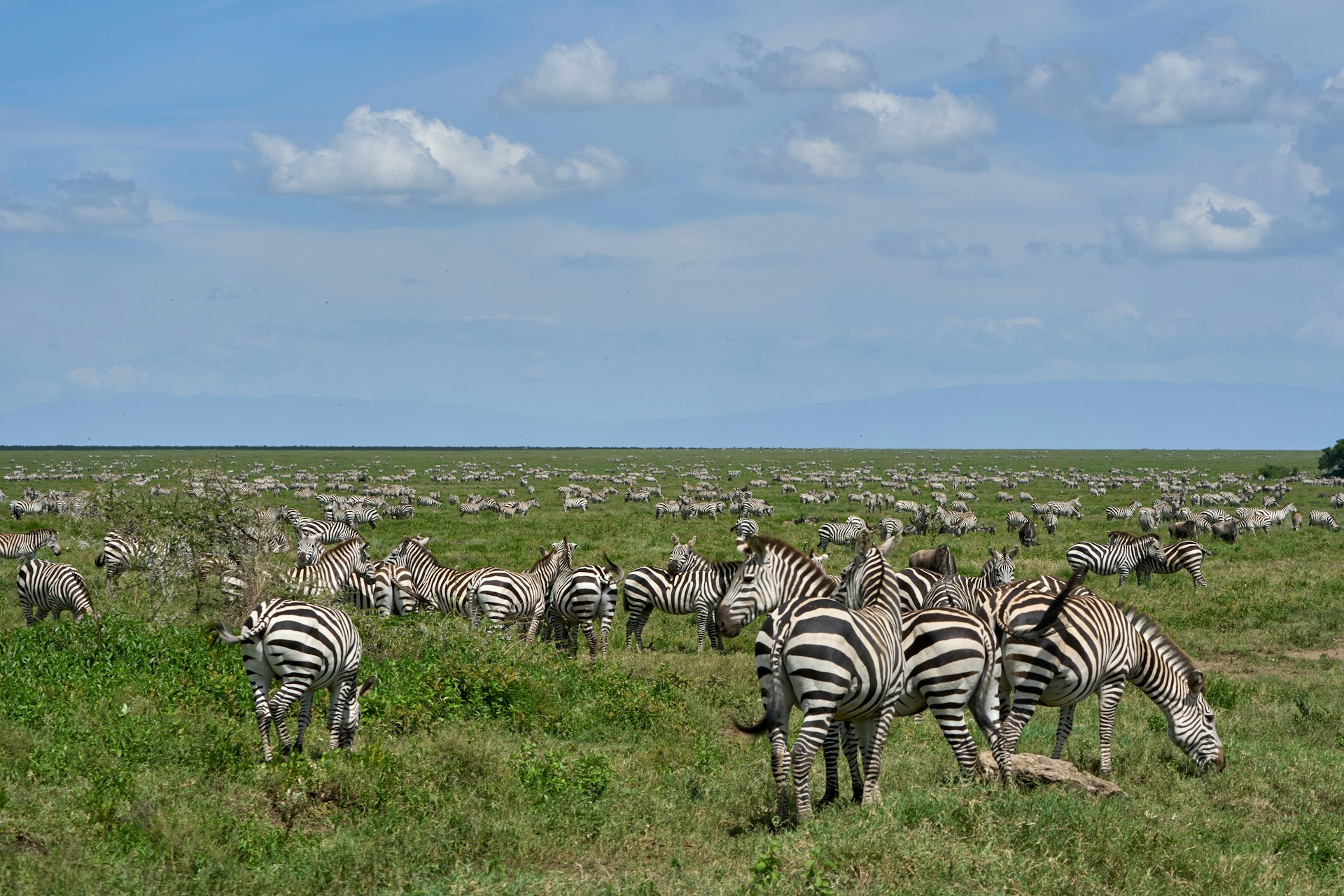 Ngorongoro Crater