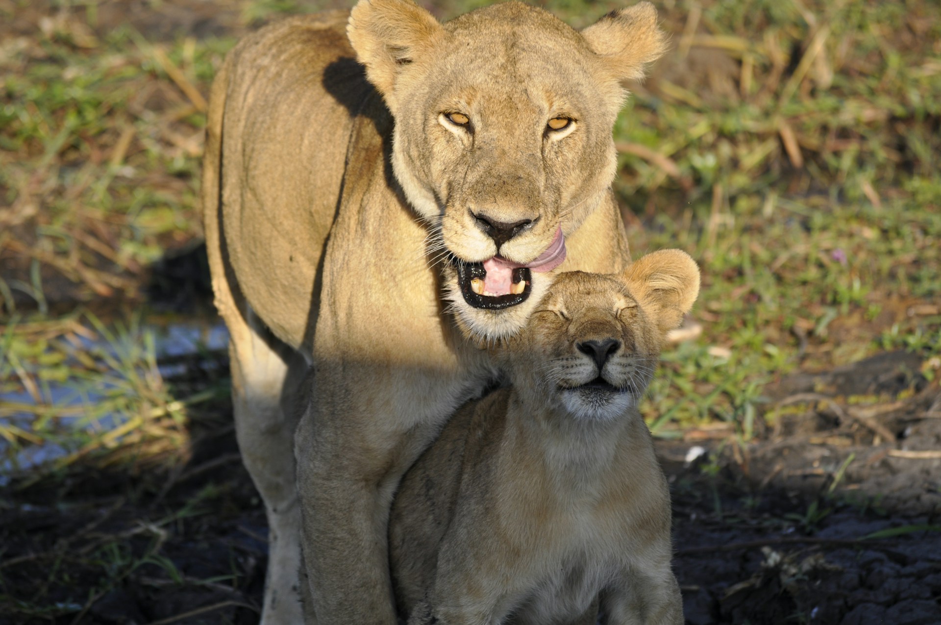 Mikumi National Park